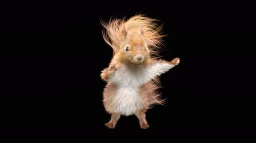 Squirrel