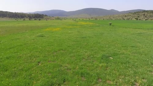Small Meadow With Sparse Trees