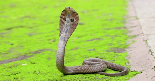 Wide Shot Dangerous Indian spectacled Cobra Snake venomous with its hood out to strike on green isol