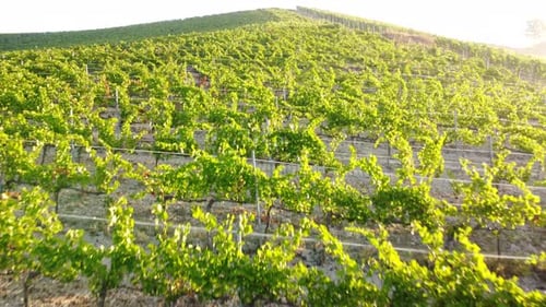 Vineyard Agriculture Cultivation Field