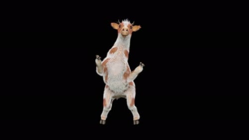 Funny 3D Dancing Calf Alpha Channel Animation