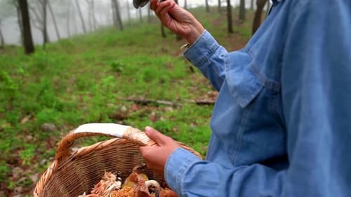 Person Collecting Mushrooms in a Foggy Forest