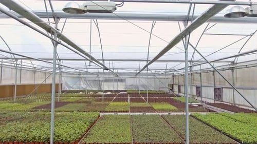 Luftaufnahmen aus einem großen Gewächshaus mit Blumen