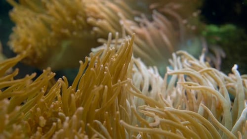 Wild anemones with long tentaclesing underwater during global warming on earth.Close up shot.