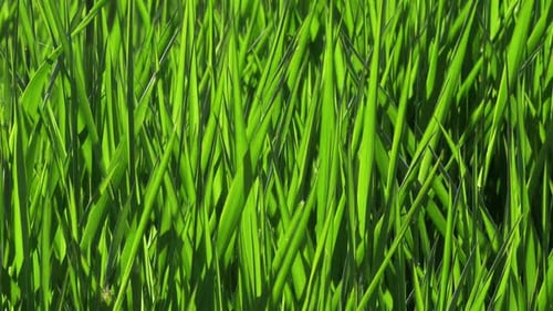 Hierba verde