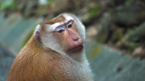 Face of A Monkey Close-Up, Portrait. the Monkey Is Sitting and Looking at The Camera in The Park