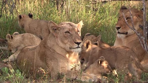 Vue rapprochée de lionceaux se déplaçant sur l'herbe par deux femelles adultes