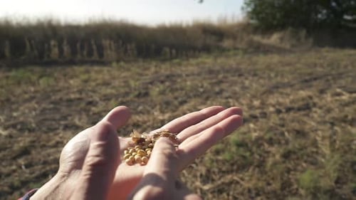 Young Farmer Walking in a Soybean Field and Examining Crop.