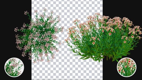 Wachsende Rosalita-Blumen