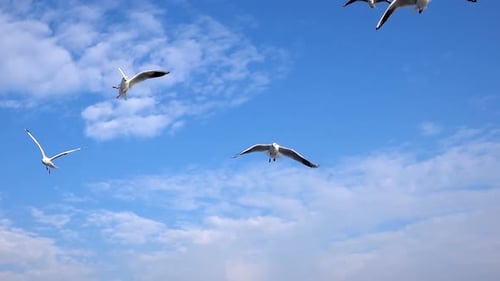 Seagulls Flying Freely in Blue Cloudy Sky