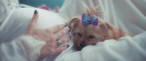 Pregnant Woman with Dog Resting on Belly