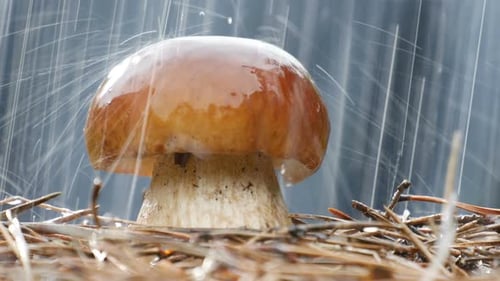 Mushroom Standing in the Rain in a Forest