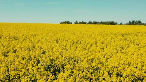 Luftaufnahme der Agrarlandschaft mit blühenden Rapsölsamen auf einem Feld in