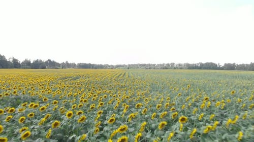 Sunflower field. Flight over golden field with sunflowers at summer sunny day
