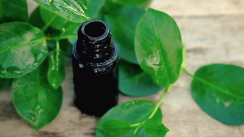 Óleo essencial de tea tree em uma pequena garrafa