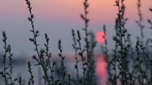 View To Sunset and Lake Through the Grass