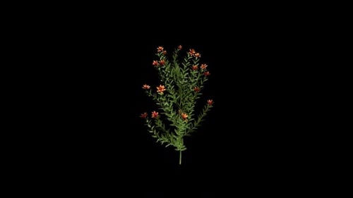 Organic Green Plant Growing and Blooming Animation
