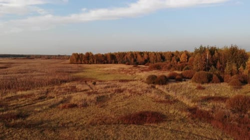 A forest glade bathed in the light of the setting sun.