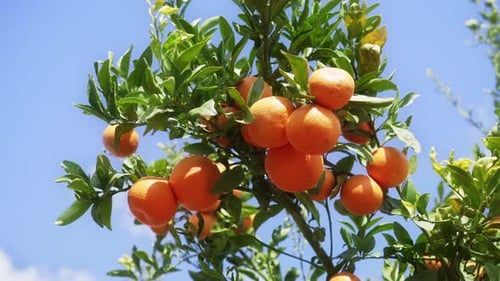 Abundant Orange Tree Growing in Natural Sunlight