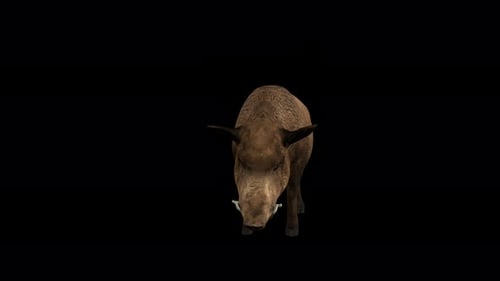 3D Animated Wild Boar Foraging Loop