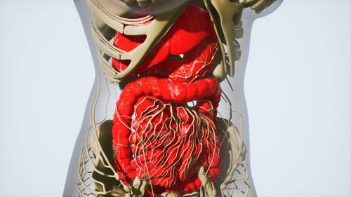 3D Animated Human Internal Organs and Nervous System