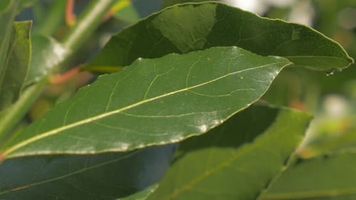 Laurel tree branches and green leaves slow tilting 4K 2160p UHD footage - Laurus nobilis slow tilt
