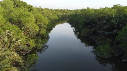 Move at river with mangrove, palm, nipah tree