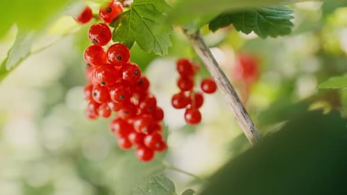 Extreme close up of red currant