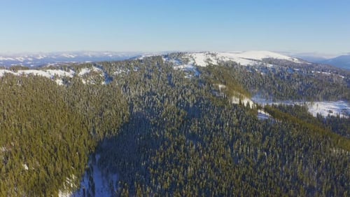 High Snowy Mountain Covered with Evergreen Fir Trees on a Sunny Cold Day