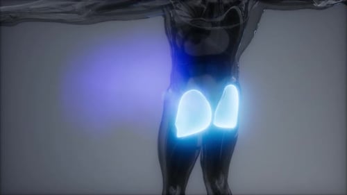 3D Animation of Human Gluteal Muscles Anatomical Scan
