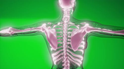 3D Human Skeletal and Nervous System Scan on Green Screen