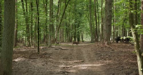 Wildschweine im Wald 01