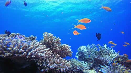 Underwater Tropical Sea Seascape
