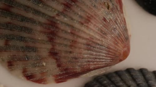 Rotating stock footage shot of sea shells - SEA SHELLS 011