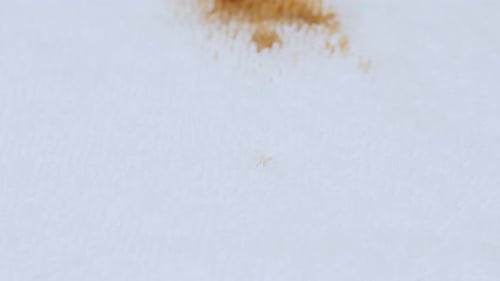 Rust Colored Liquid Spilling on White Cotton