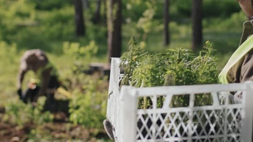 Delivering Saplings to Gardeners