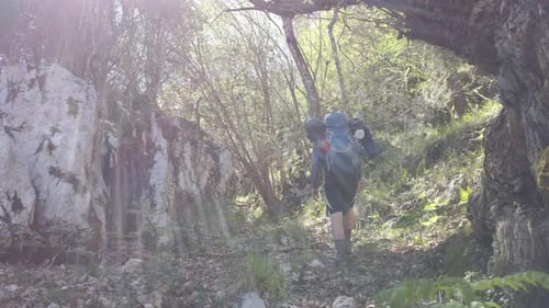 Man Hiking Through Lush Green Forest