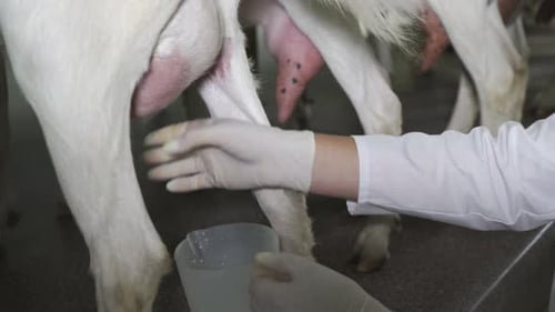 Farmer Milks Goat By Hand in Dairy Farm for Cheese Production. Milk Flows Into the Bucket. Healthy