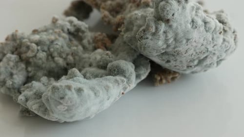 Close Up of Fuzzy White Mold on Surface