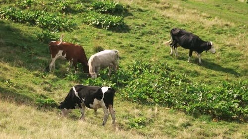 Cows Grazing on Green Meadow on a Sunny Day