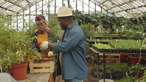 Adults Working with Plants in Greenhouse