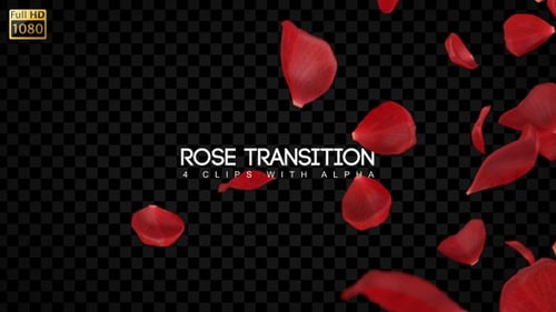 Falling Red Rose Petals Transition