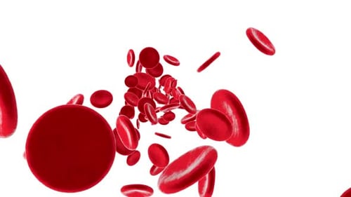 Microscopic Red Blood Cells Flowing Through Bloodstream Animation