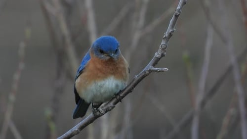 male Eastern Bluebird, Sialia sialis, perches on a twig staring around. Close up view