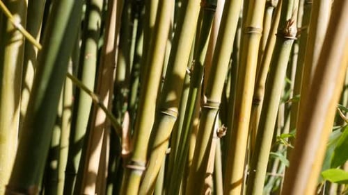 Frische Bambus-Pflanzenstiele der Familie Poaceae auf Wind 4K 3840X2160 30fps UltraHD-Video - Bambusoideae fo