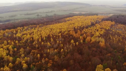 Amazing aerial birds eye view forest, trees at fall season