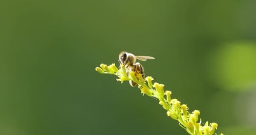 Bee Pollinating and Collects Nectar From the Flower of the Plant