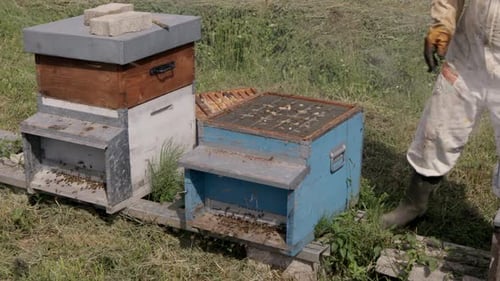 Beekeeper is working with bees and beehives