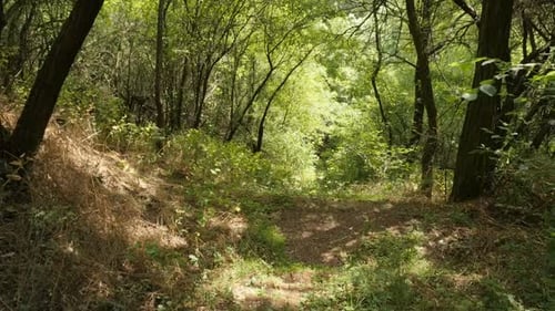 Foot walk in the forest with stairs slow motion footage