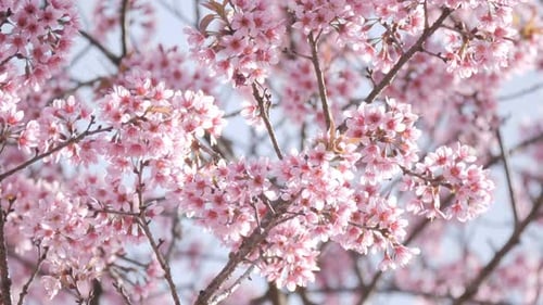 Flowers Spring Season